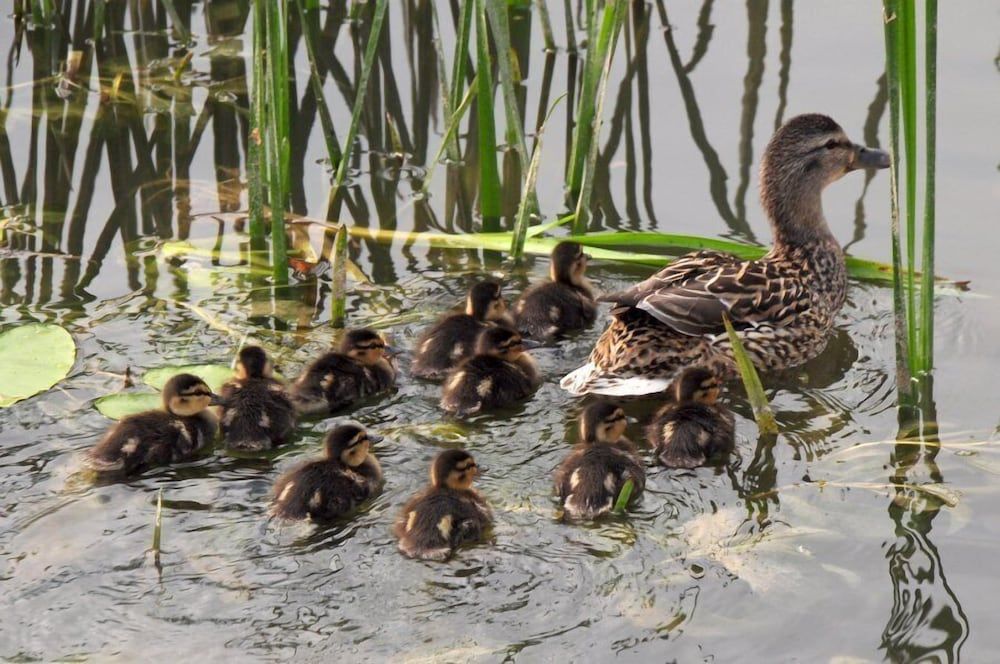 Generell