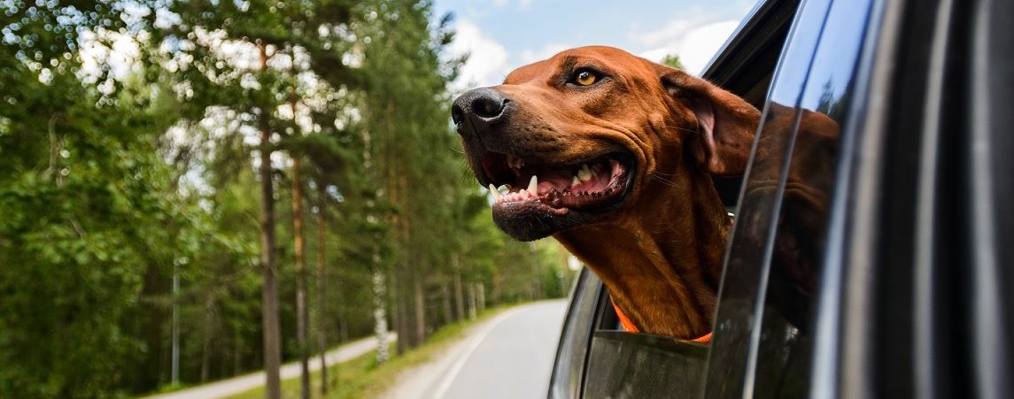 Boka din minisemester med hund i %location% 2025