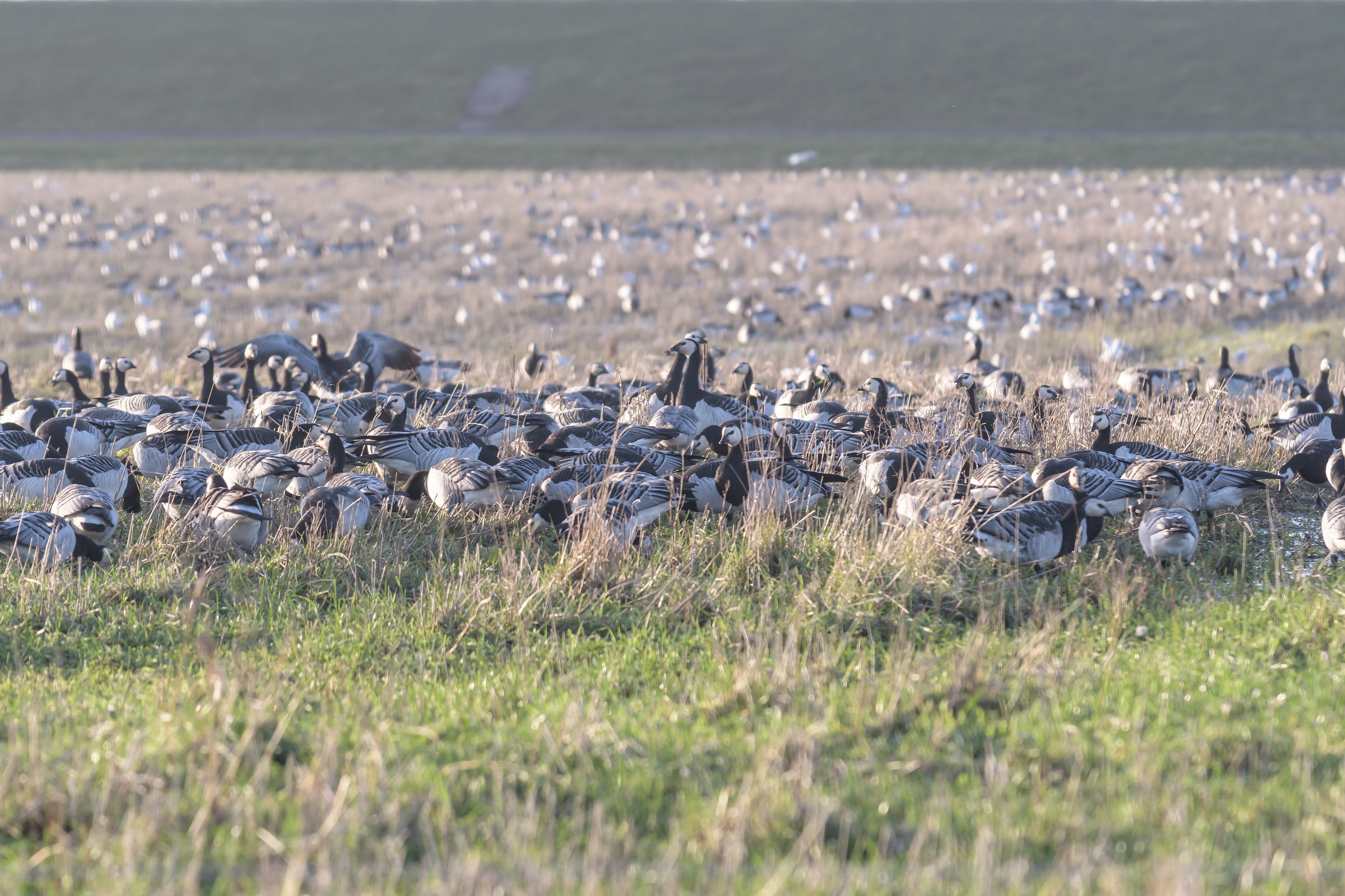 Omgivning